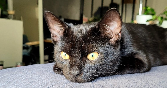 mélanie pet sitter à ST FONS 69190_1