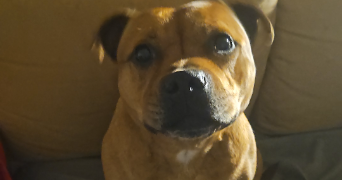 geraldine pet sitter à TALENCE 33400_2