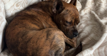 nina pet sitter à BIARRITZ 64200_1
