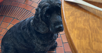 jouhayna pet sitter à Paris 10 75010_4