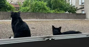 perrine pet sitter à DIJON 21000