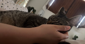 lyna pet sitter à TOULOUSE 31000_1