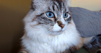 elisa pet sitter à LANESTER 56600_1
