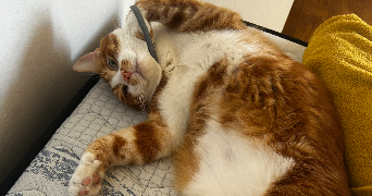 léa pet sitter à HYERES 83400_4