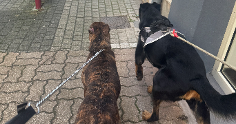 enzo pet sitter à ST JEAN DE BOURNAY 38440_4