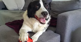 laura pet sitter à Pont sainte Maxence 60700