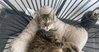 mélanie pet sitter à CANET EN ROUSSILLON 66140