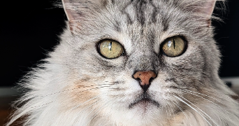 manon pet sitter à GUJAN MESTRAS 33470_1