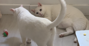 stephanie pet sitter à MARSEILLE 13 13013_6