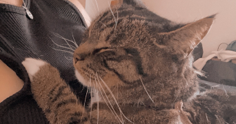 lisa pet sitter à LE TEICH 33470_1