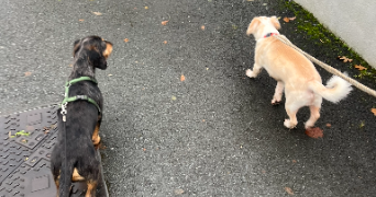 lou pet sitter à RENNES 35000_4