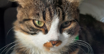 fanny pet sitter à JOUY SUR MORIN 77320_1