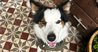 solene pet sitter à MINZIER 74270_13