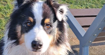 emma pet sitter à LYON 05 69005_3