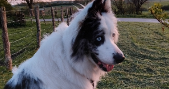 aline pet sitter à ABONCOURT GESINCOURT 70500_1