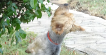 marie christine dog sitter à SOULLANS 85300_7