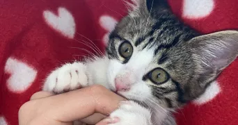 oceane pet sitter à Rocbaron 83136