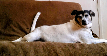 séverine  pet sitter à 59000 Lille 59000_9