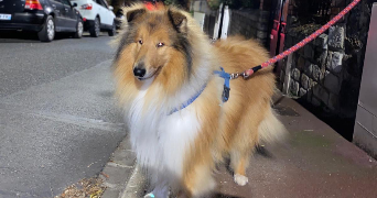 arsen pet sitter à FONTENAY AUX ROSES 92260_3