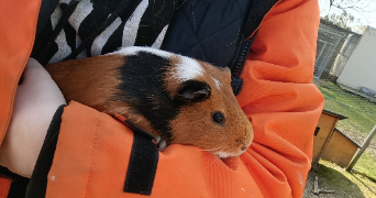 luna pet sitter à Bordeaux 33100_2