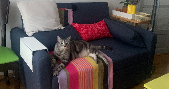 nolwenn cat sitter à PARIS 10 75010_5