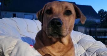 adeline pet sitter à VILLENEUVE LA GARENNE 92390_4