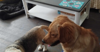 catherine pet sitter à MEUDON 92190_4