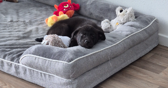 priscillia pet sitter à WITTELSHEIM 68310_5