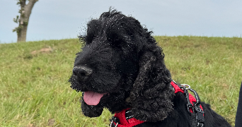 léonie pet sitter à PONT DE METZ 80480_2