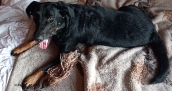 typhanie pet sitter à BOUZONVILLE 57320_1