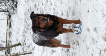 anaëlle pet sitter à ELBEUF 76500_5