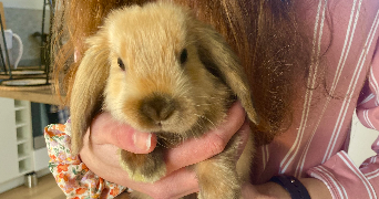 inès pet sitter à LE MANS 72000_4