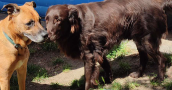 juliana pet sitter à ST ETIENNE DU ROUVRAY 76800_8