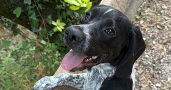 matteo pet sitter à ST ANDRE DE LA ROCHE 06730_5