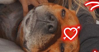 ilona pet sitter à ST ANDRE DE SANGONIS 34725_1