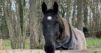 nina pet sitter à REIMS 51100_2