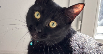 inssaf pet sitter à PONTOISE 95300_7