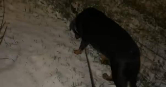 lola pet sitter à COURCELLES SUR NIED 57530_7