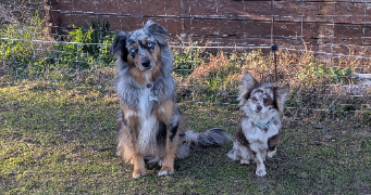 audrey  pet sitter à Fréjus 83600_3