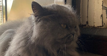 tatiana pet sitter à CHARTRES 28000_6