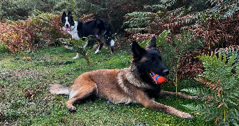 SARAH pet sitter à LE FOLGOET 29260_0