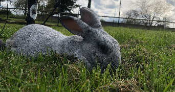 oriane pet sitter à ST JEAN LES BUZY 55400_0