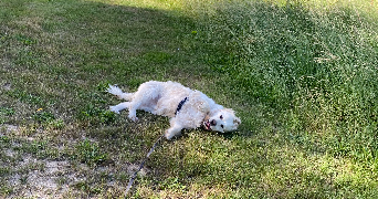 sophie pet sitter à AMIENS 80000_1