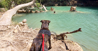 fina pet sitter à DRAGUIGNAN 83300_2