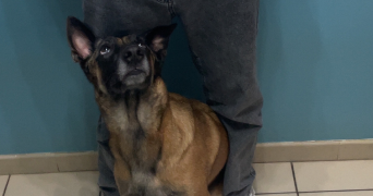 bryan pet sitter à BRAY DUNES 59123_1