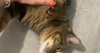 ilana pet sitter à TOULOUSE 31000_3
