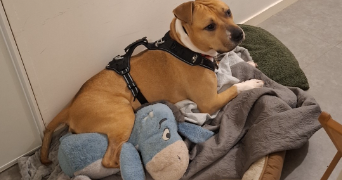 laetitia pet sitter à QUIMPER 29000_1