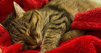 ophélie pet sitter à METZ 57000_3