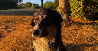 manon pet sitter à LE ROUGET PERS 15290_0