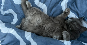 yasmine pet sitter à LILLE 59800_3